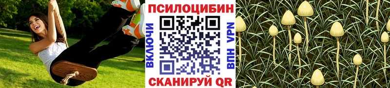 Купить где  Кочубеевское  Псилоцибиновые грибы Psilocybine cubensis 